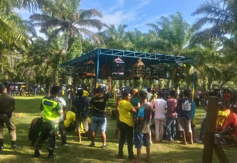 Kicau Mania hut ke-17 Kabupaten Mukomuko.