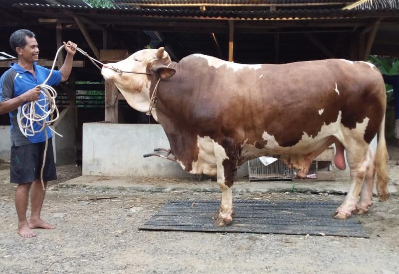 Presiden Jokowi Kurban Sapi 826 Kg di Lebong