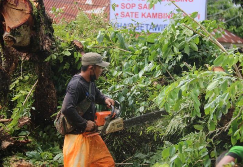 Antisipasi Pohon Tumbang, DLH Kota Pangkas Pohon Tua