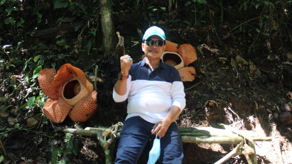 2 Rafflesia Mekar, Bikin Bupati dan Rombongan Jatuh Hati
