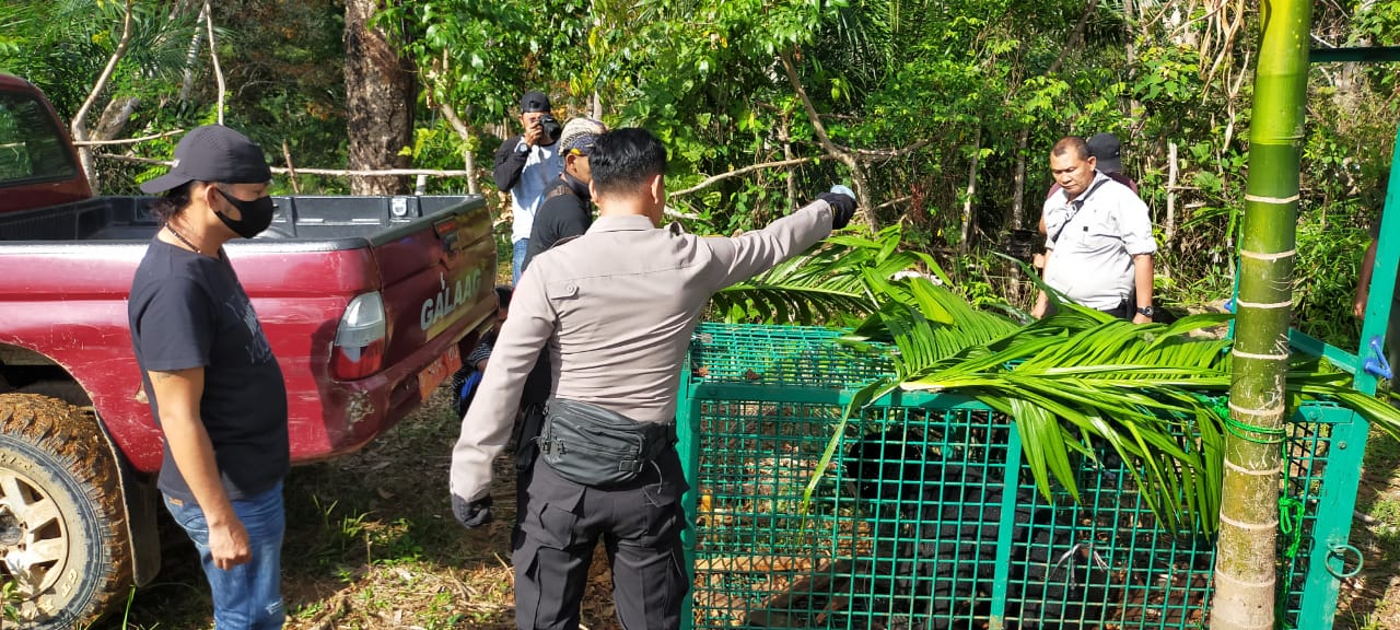 Masuk Perangkap Kerangkeng, Seekor Beruang Madu Dievakuasi