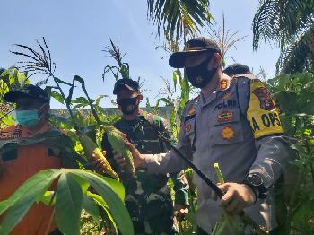 Jaga Ketahanan Pangan Ditengah Pandemi, Kapolres Lahat Panen Jagung