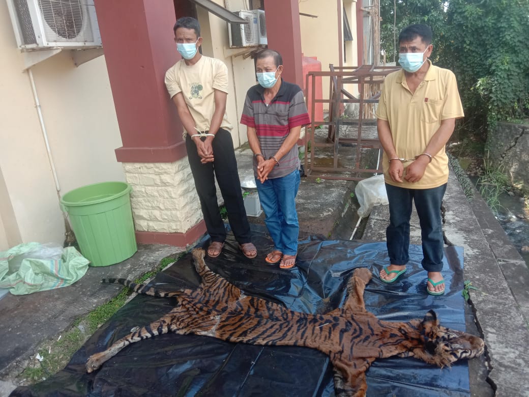 3 Pelaku Bisnis Organ dan Kulit Harimau Sumatera Diborgol