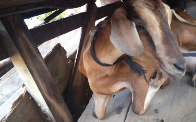 Curi 8 Ekor Kambing, Dua Warga Semudang Alas Dipolisikan