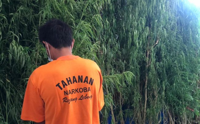 Tanam Ganja di Halaman Belakang Rumah, Petani di PUT Diciduk