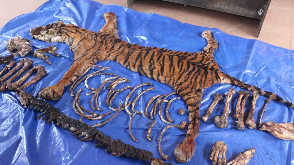 kulit harimau