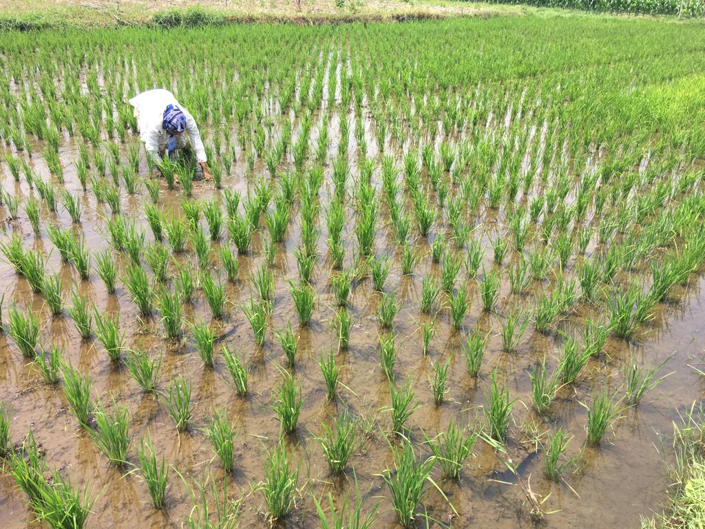 Petani keluhkan tanaman padi milik mereka mulai kekurangan air