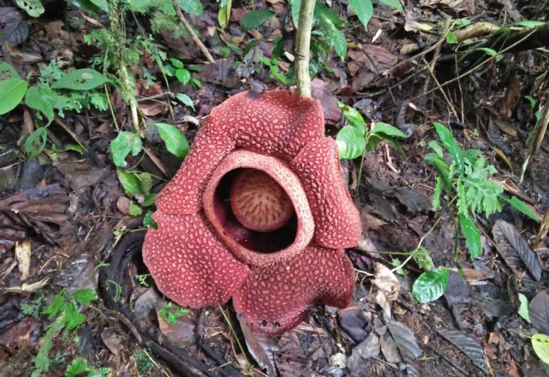 Bunga Rafflesia yang mekar di Seluma.