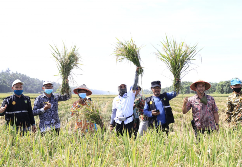 Hadiri Panen Raya, Gusnan Minta Petani Tidak Biarkan Lahan Terbengkalai