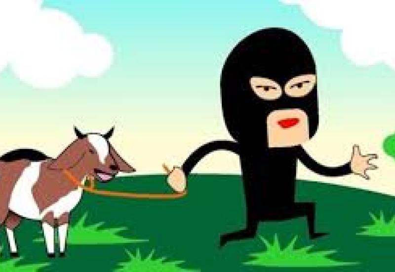 Nekat Curi Kambing, 3 Bocil Dibina