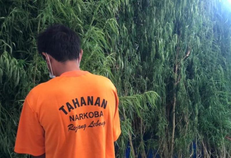Tanam Ganja di Halaman Belakang Rumah, Petani di PUT Diciduk