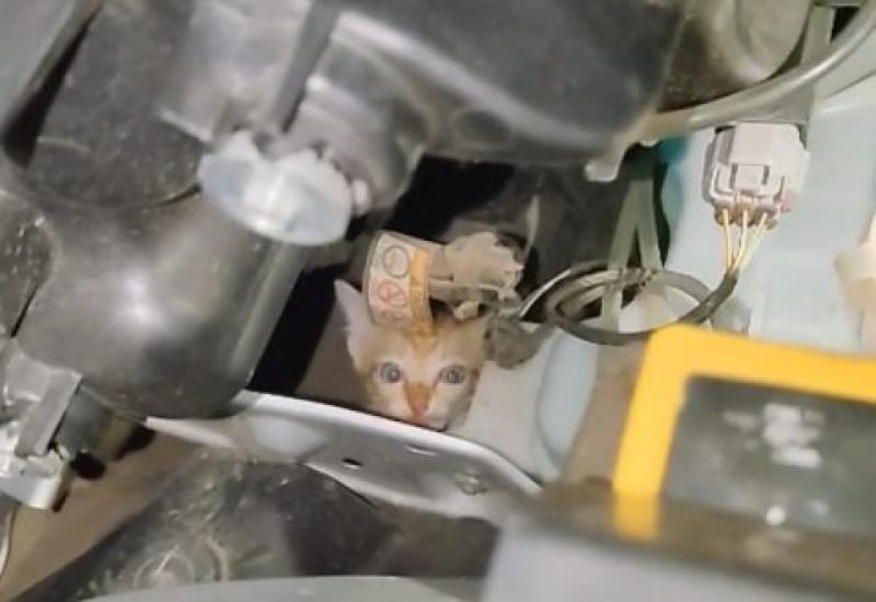 Kucing